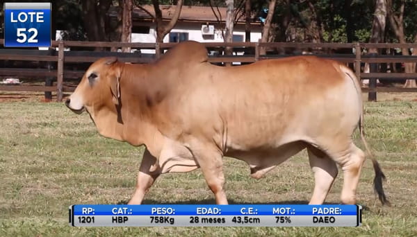 Lote TOROS BRAHMAN  -LOTE 52