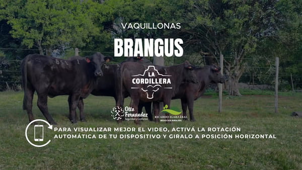 Lote Vaquillonas La cordillera