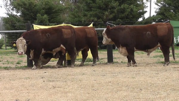 Lote TOROS P. HEREFORD PR
