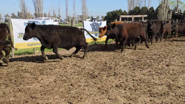 Lote 115 Terneros en Brandsen, Buenos Aires