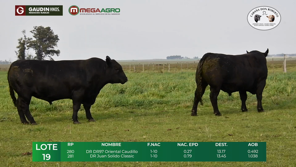Lote LOTE  19      ANGUS     2 años