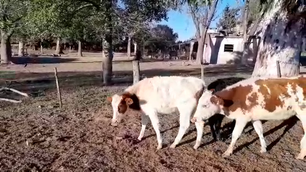 Lote 8 Terneros/as Braford en Humberto 1º, Santa Fe