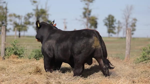 Lote Toros Brangus - Cabaña Los Guasunchos