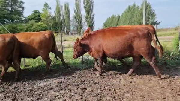 Lote 16 Vaquillonas C/ gtia de preñez en Tapalqué, Buenos Aires