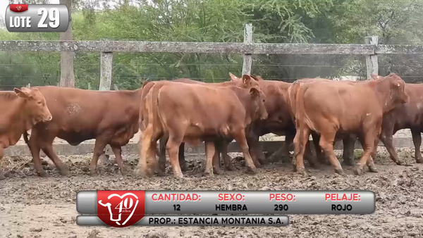 Lote LOTE 29