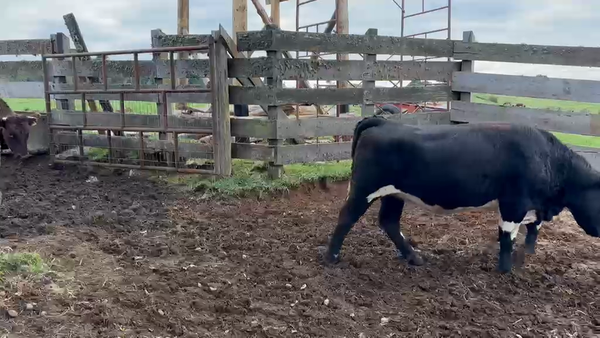 Lote 24 Vaquilla Gorda en Puerto Octay, X Región Los Lagos