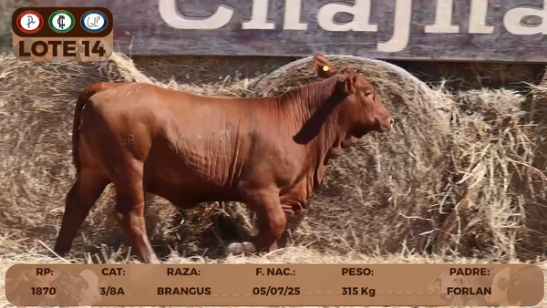 Lote LOTE 14