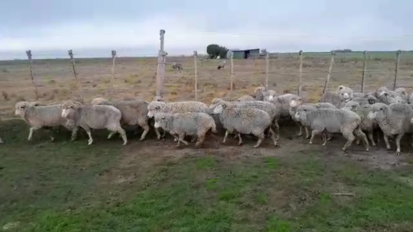 Lote 48 Ovejas 45kg - , San José