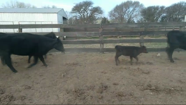 Lote 28 Vaquillonas C/ cria en Conhelo, La Pampa