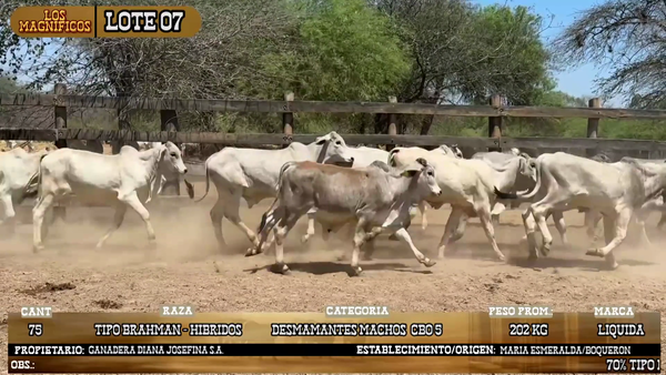Lote LOTE 7