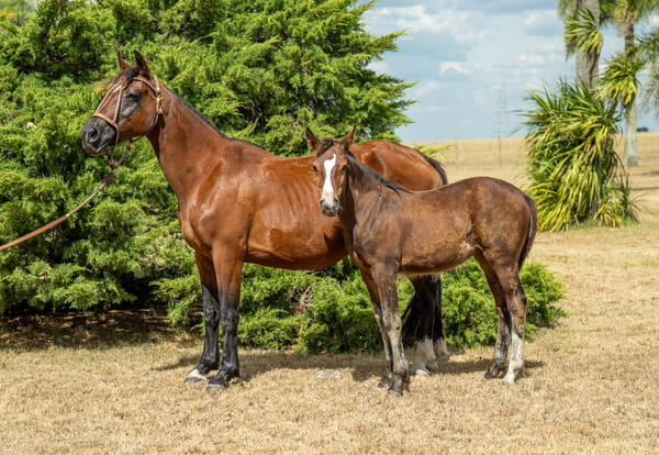 Lote TULUM TROPILLERA