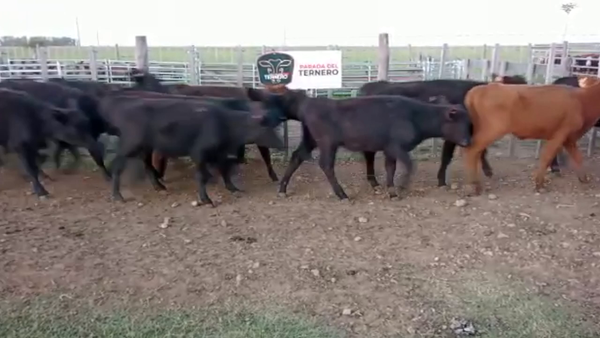 Lote 63 Terneras Carnicera 113kg -  en Parada fariña