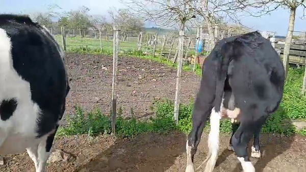 Lote 2 Vaquillonas  500kg - , San José