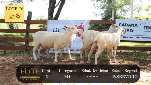 Lote LOTE 78