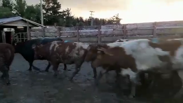 Lote 17 Vaquilla Gorda en Los Ángeles, VIII Región Biobío