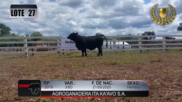 Lote Nacional de Otoño Brangus Campo - Lote 27