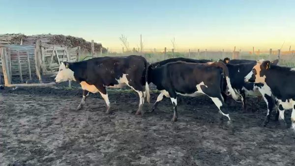 Lote VAQUILLONAS 1 a 2 AÑOS