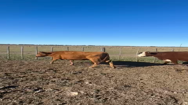 Lote 42 Vacas CUT preñadas en Buenos Aires, Mayor Buratovich