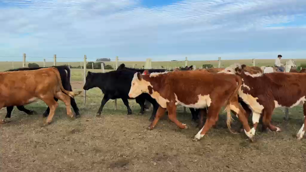 Lote VAQUILLONAS 1 a 2 AÑOS