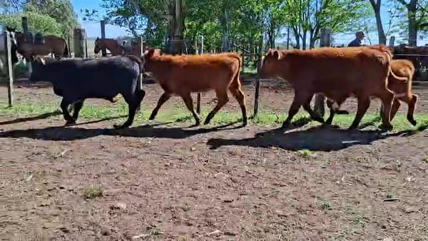Lote TERNEROS