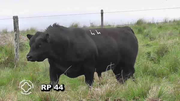 Lote Toro 3 años | S.A.