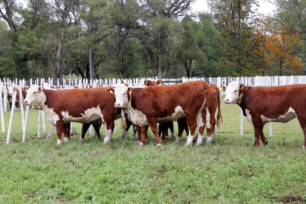 Lote VAQUILLONAS PREÑADAS PR POLLED HEREFORD -PARICION OTOÑO 2022-