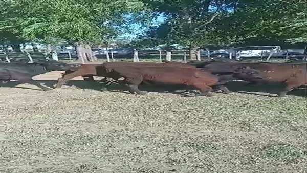 Lote 68 Terneras