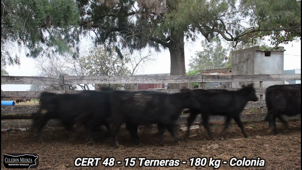 Lote 15 Terneras en Colonia
