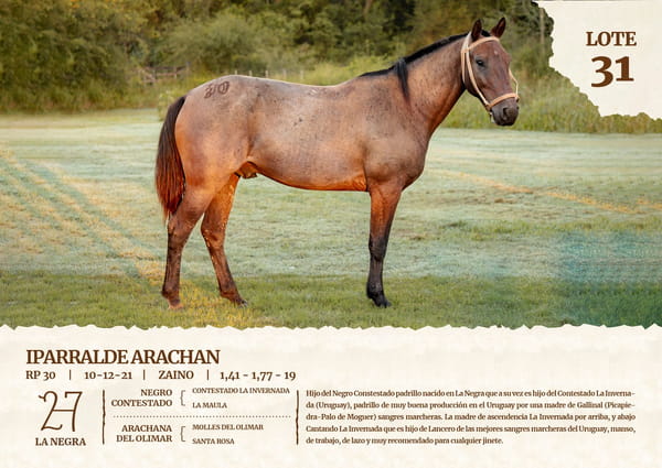 Lote IPARRALDE ARACHAN
