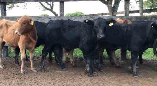 Lote 90 Terneros en Pto. Eva Perón, Chaco