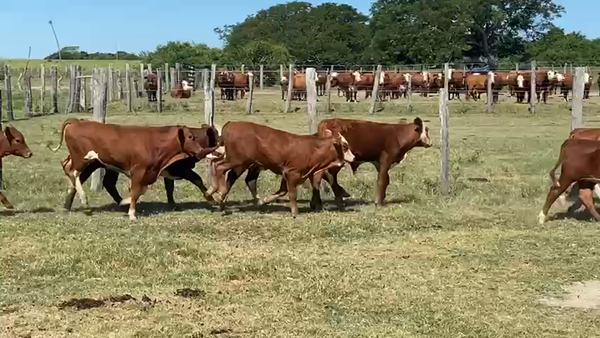 Lote 72 Terneros/as en Santa Lucía, Corrientes