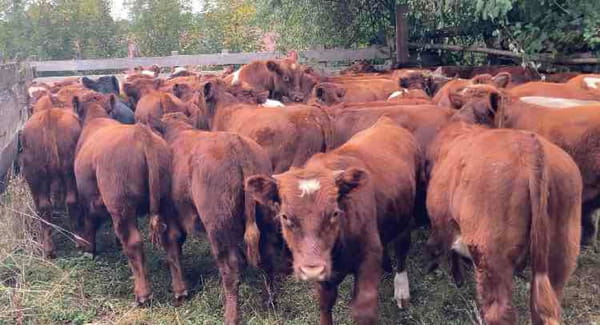 Lote 60 Ternero en XIV Región Los Ríos, Los Lagos