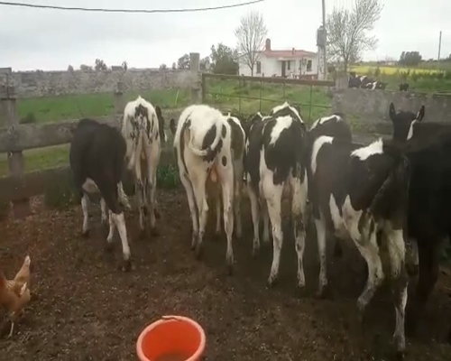 Lote 12 Terneros HOLANDO 180kg - , San José