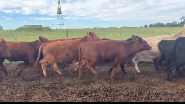 Lote 51 Novillitos y Vaquillonas