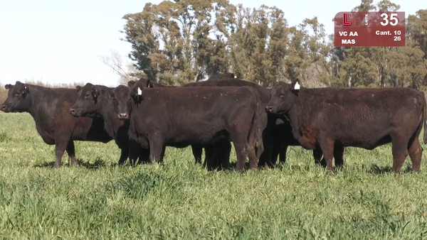 Lote VACAS ANGUS NEGRAS PC MAS Y BASE PARIDAS C/TERNERO COLORADO