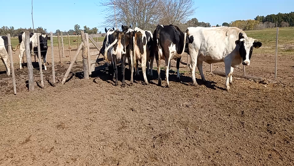 Lote Globalagri Lote 1