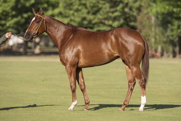 Lote TAITA BOHEMIA - T/E (MACHITOS CHELO - DOLFINA AVENTURA)