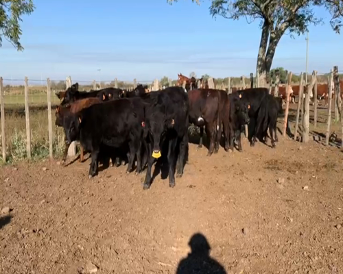 Lote TERNEROS Y TERNERAS