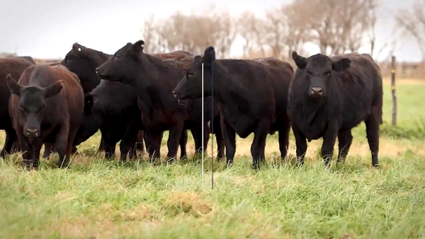 Lote VAQUILLONAS MaS