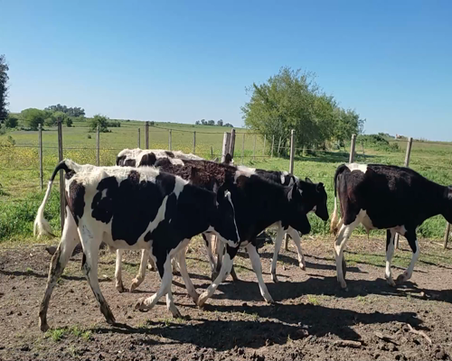 Lote (Vendido)6 Terneros HO 187kg - , Colonia