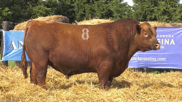 8 -  40812C* — TOROS ANGUS PURO CONTROLADO