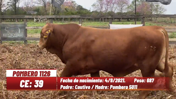 Lote TORO