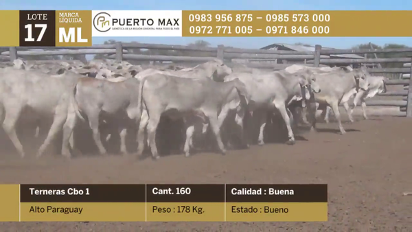 Lote Terneras más de 170 kg