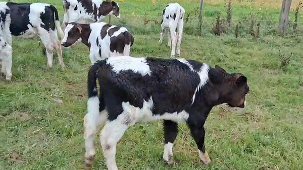 Lote 11 Terneros, San José