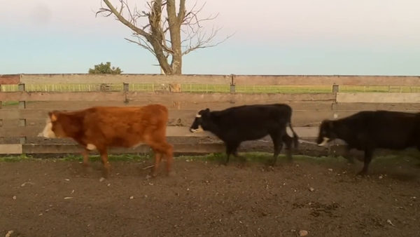Lote Vaquillonas 1-2 años