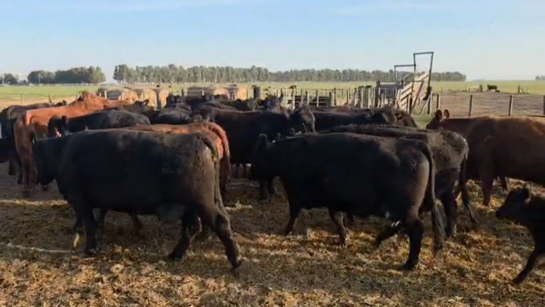Lote 48 Vacas nuevas C/ cria
