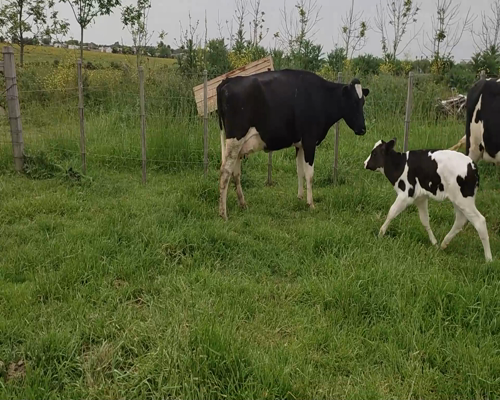 Lote 4 Piezas de cría HO 480kg - , Colonia