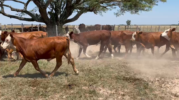 Lote 62 Terneros/as en Chavarría, Corrientes