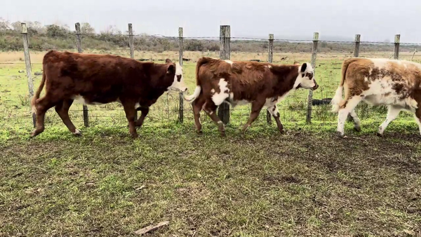 Lote TERNEROS Y TERNERAS