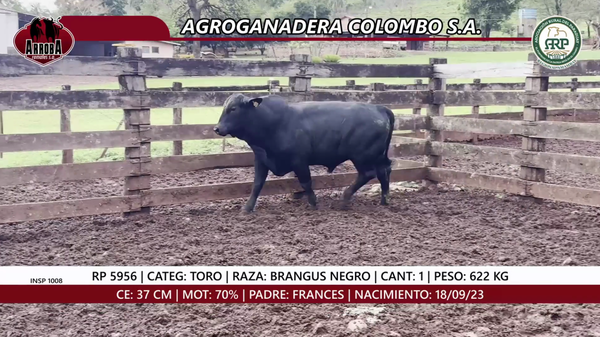 Lote TORO